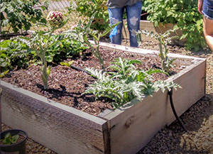 WOU community garden
